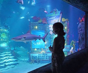 Indoor activities in NYC Sea Life Aquarium at American Dream Mall