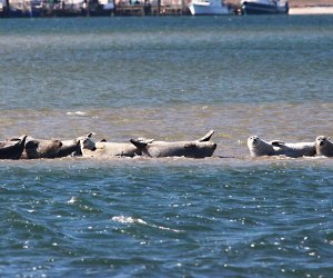 Join Atlantic Marine Conservation Society to learn about the seal species we find in our local waters, Photo courtesy of the Atlantic Marine Conservation Society
