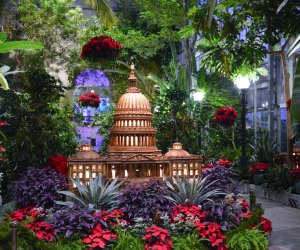 Seasons Greenings at the US Botanic Garden is a DC holiday tradition. Photo courtesy of the US Botanic Garden