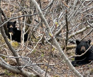 Black Bears: Things To Do in Seward, Alaska  with kids