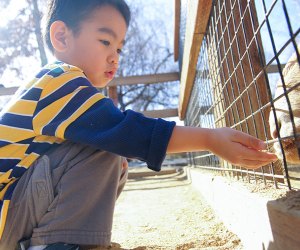 Amazing Things To Do in San Francisco with Kids this Spring Emma Prusch Farm