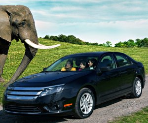  Guests will be able to experience the safari at Six Flags Great Adventure from the privacy and safety of their own vehicles.