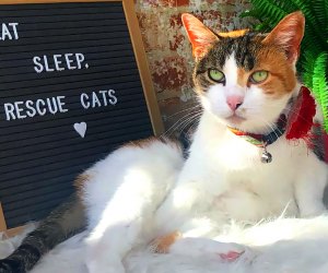 Sip A Coffee And Save A Kitten At Li Cat Cafes Mommypoppins Things To Do In Long Island With Kids