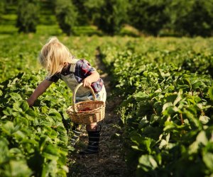 strawberry picking at Shady Brook Farm