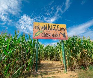 Visit the Shady Brook Farm's corn maze for a seasonal day trip from Philly. Photo courtesy the farm