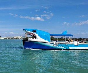 a shark tour boat takes passengers to see dolphins