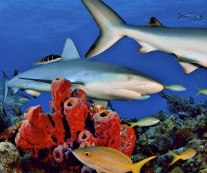 The New England Aquarium has beautiful fish of all sizes for kids to admire.