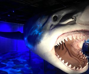 Sharks might have a fearsome reputation, but this new exhibition at the American Museum of Natural History aims to educate the public on the species.