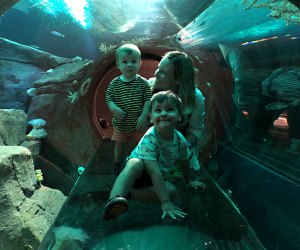 See the sharks at the New York Aquarium