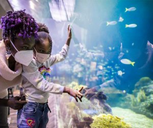 Things To Do with Chicago Kids Over Spring Break: Shedd Aquarium