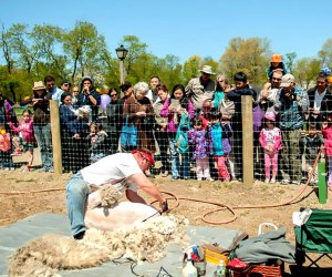 Watch the Sheep Shearing Festival at the Queens County Farm Museum. Photo courtesy of the museum