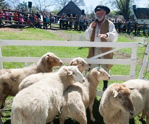 Sheep-to-Shawl celebrates all things woolly! Photo courtesy of Historic Hudson Valley