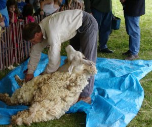 Sheep to Shawl