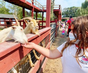 See Animals at these Connecticut Petting Zoos and Animal Farms |Mommy  Poppins - Things To Do in Connecticut with Kids