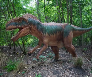 See a megalosaurus in the wild!