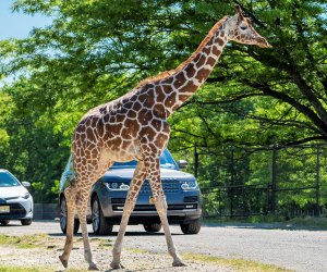 Guests experience the safari at Six Flags Great Adventure from the privacy and safety of their own vehicles. Photo courtesy of Six Flags