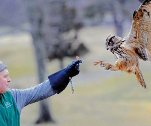 SKYHUNTERS IN FLIGHT: BIRDS OF PREY DEMONSTRATION at