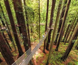 Take a family road trip to the new Redwood Sky Walk. Photo courtesy of Sequoia Park Zoo