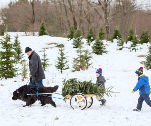 Cut Your Own Christmas Tree Farms Near Boston and in Massachusetts | MommyPoppins - Things to do ...