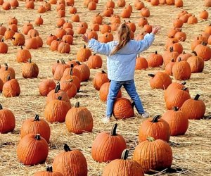 Take a ride to a pumpkin patch near Boston for big autumn fun. Photo courtesy of Smolak Farm
