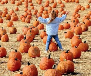 Image of child in pumpkin patch at Smock Farm near Boston.