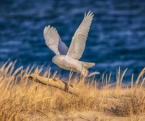 Join the Trustees to search for snowy owls. Photo courtesy of the Trustees