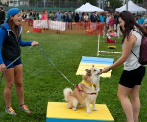 Sit and stay in Somerville! Photo courtesy of Somerville Dog Festival