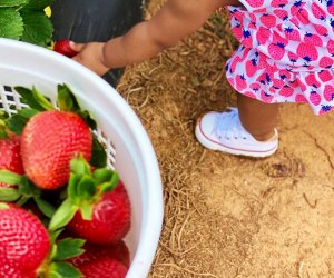 Pick your strawberries  right off the vine at Southern Belle Farm’s 12-acre patch.