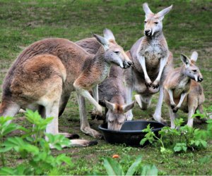 Find the joey at then Southwick Zoo's scavenger hunt. Photo courtesy of the zoo