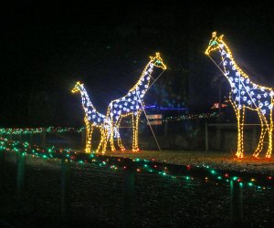 This winter wonderland is animal themed. Photo courtesy of Southwick Zoo 