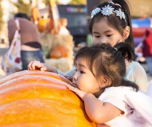 Where your little pumpkin can meet up with a great pumpkin. Photo courtesy of Speer Family Farms