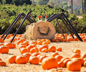 Halloween Events 2020 La S Ultimate List Of Haunted Drive Thrus Trick Or Treating Pumpkin Patches More Mommypoppins Things To Do In Los Angeles With Kids