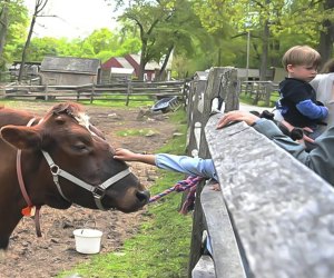 Photo of cow at Stamford Nature Center-Visiting Connecticut with Kids