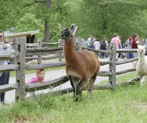 The top events in May get CT kids out for some wild experiences! Spring on the Farm Festival photo courtesy of the Stamford Nature