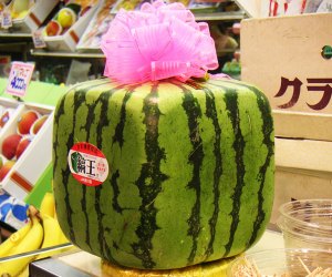 101 Fun Facts That Will Blow Your Kids' Minds: Square watermelons exist!