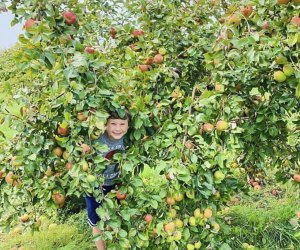 Apple picking near Chicago