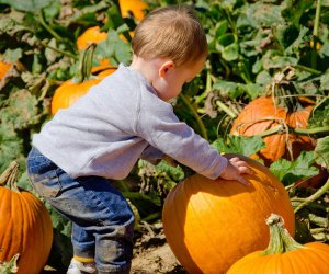 Pumpkin patches near Long Island  Stakey's Pumpkin Farm 