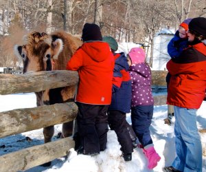 Image of cows at Stamford Museum and Nature Center - Winter Day Trips