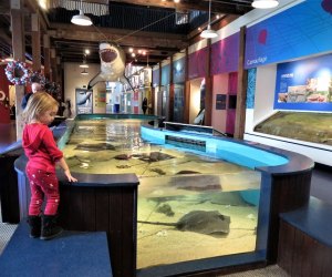 Photo of child at touch-tank in Maritime Aquarium at Norwalk.