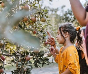 Apple Picking near Los Angeles: Stone Soup Farm