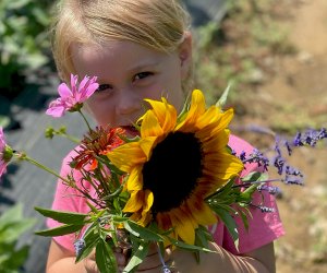 Stop and smell the sunflowers at Stony Hill Farms Sunflower Festival. Photo courtesy of the  farm