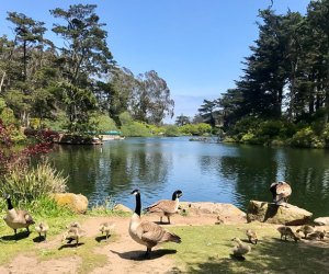 Visiting Golden Gate Park with Kids: Stow Lake