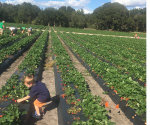 25 Things We Are Excited to Do with Orlando Kids This Winter Pick your own strawberries at Oak Haven Farms. Photo by Charlotte Blanton