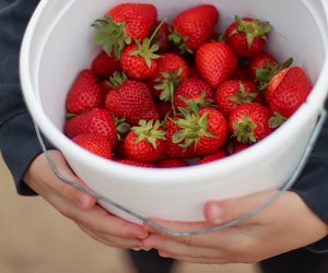 Best Strawberry Picking in Connecticut and Summer Strawberry Festivals