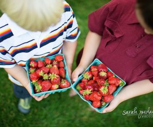 Strawberry Festivals Around Boston This Summer