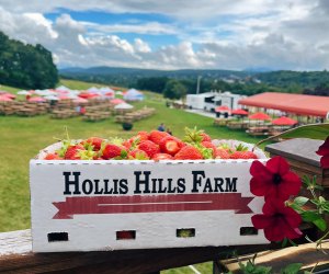 Boston's strawberry festivals are coming to town for Summer 2024. Strawberry Festival photo courtesy of Hollis Hilll Farms