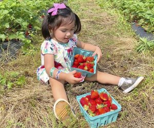 Celebrate strawberry season at the Strawberry Jubilee Fest. Photo courtesy of Great Country Farms, Facebook