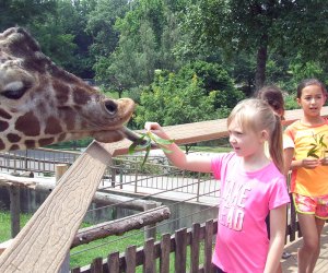 Summer Camp at the Maryland Zoo is perfect for animal lovers. Photo courtesy of the zoo