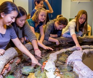 Dive into ocean exploration at summer camp. Photo by Jay Tayag, courtesy of Aquarium of the Pacific 
