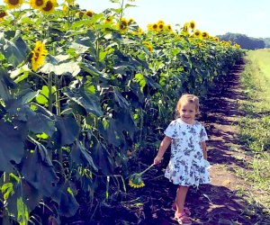 Sunflower Valley Farm allows visitors to pick sunflowers fresh from its fields